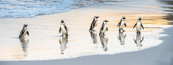 Les Pingouins Africains Sortent Océan Vers Plage Sable Fin Pingouin — Photo