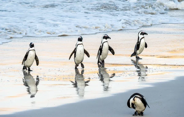 Afrikanska Pingviner Går Havet Till Sandstranden African Penguin Även Känd — Stockfoto