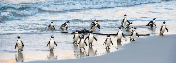 アフリカのペンギンは海から砂浜に出て行きます アフリカのペンギンはまた ジャッカスペンギン 黒足ペンギンとして知られています 科学的な名前 スフェニスカス デメルサス ボルダーコロニー 南アフリカ — ストック写真