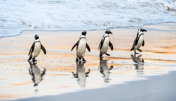 African penguins walk out of the ocean to the sandy beach. African penguin also known as the jackass penguin, black-footed penguin. Scientific name: Spheniscus demersus. Boulders colony. South Africa