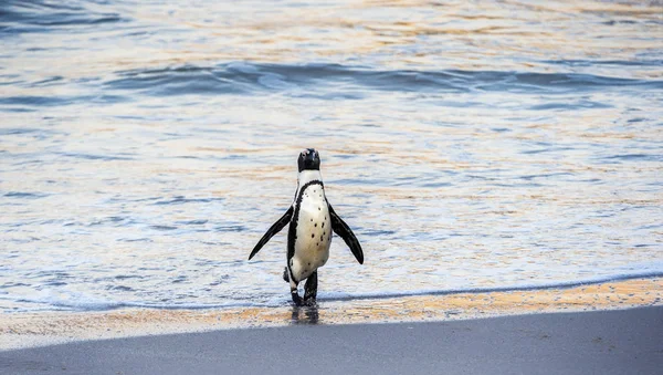 アフリカのペンギンは海から砂浜に出て行きます ジャッカスペンギン 黒足ペンギンとも呼ばれるアフリカペンギン Scientific Name Spheniscus Demersus ボルダー植民地だ南アフリカ — ストック写真