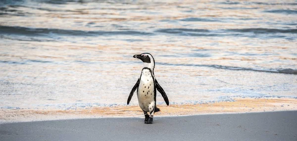 African penguin walk out of the ocean to the sandy beach. African penguin also known as the jackass penguin, black-footed penguin. Scientific name: Spheniscus demersus. Boulders colony. South Africa