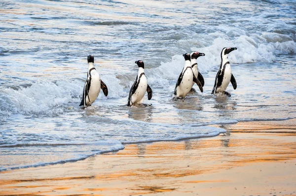 Los Pingüinos Africanos Salen Del Océano Hacia Playa Arena Pingüino — Foto de Stock