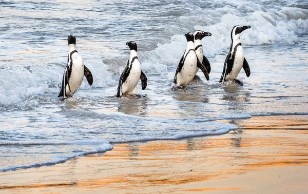 Африканські Пінгвіни Виходять Океану Піщаний Пляж Африканський Пінгвін Також Відомий — стокове фото