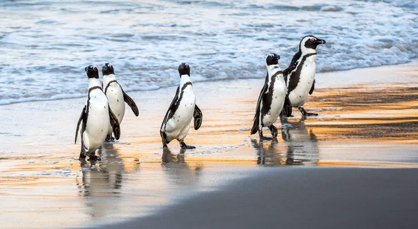 African Penguins Walk Out Ocean Sandy Beach African Penguin Also — Stock Photo, Image