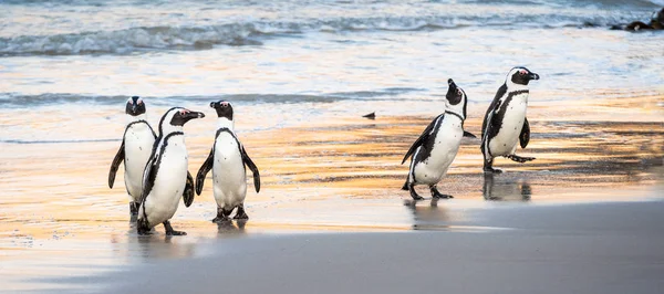 アフリカのペンギンは海から砂浜に出て行きます アフリカのペンギンはまた ジャッカスペンギン 黒足ペンギンとして知られています 科学的な名前 スフェニスカス デメルサス ボルダーコロニー 南アフリカ — ストック写真
