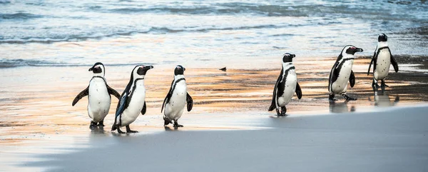 Afrikaanse Pinguïns Lopen Uit Oceaan Naar Het Zandstrand Afrikaanse Pinguïn — Stockfoto