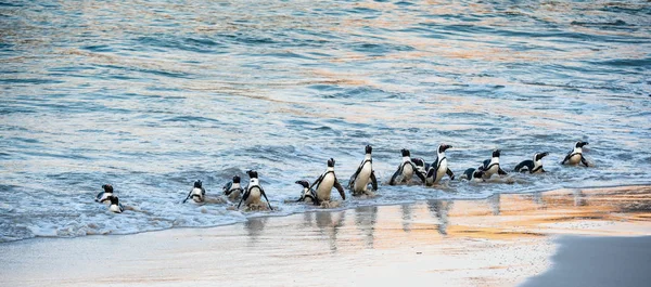 Los Pingüinos Africanos Salen Del Océano Hacia Playa Arena Pingüino — Foto de Stock