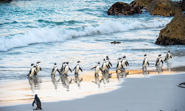 African penguins walk out of the ocean to the sandy beach. African penguin also known as the jackass penguin, black-footed penguin. Scientific name: Spheniscus demersus. Boulders colony. South Africa
