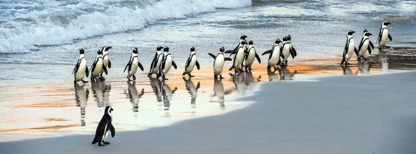 アフリカのペンギンは海から砂浜に出て行きます アフリカのペンギンはまた ジャッカスペンギン 黒足ペンギンとして知られています 科学的な名前 スフェニスカス デメルサス ボルダーコロニー 南アフリカ — ストック写真