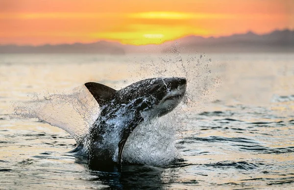 jumping Great White Shark. Red sky of sunrise. Great White Shark breaching in attack. Scientific name: Carcharodon carcharias. South Africa.