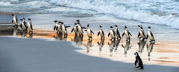 Les Pingouins Africains Sortent Océan Vers Plage Sable Fin Pingouin — Photo