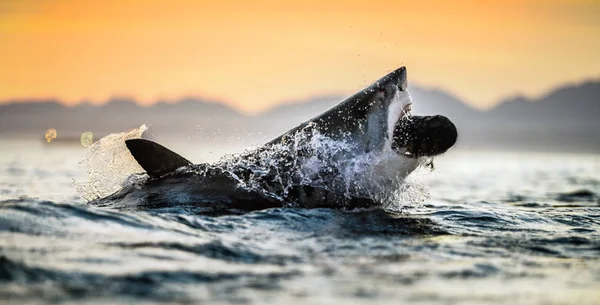 Saltando Great White Shark Cielo Rojo Del Amanecer Gran Tiburón — Foto de Stock