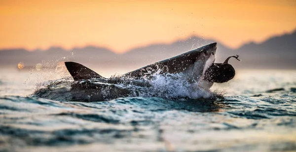 jumping Great White Shark. Red sky of sunrise. Great White Shark breaching in attack. Scientific name: Carcharodon carcharias. South Africa.