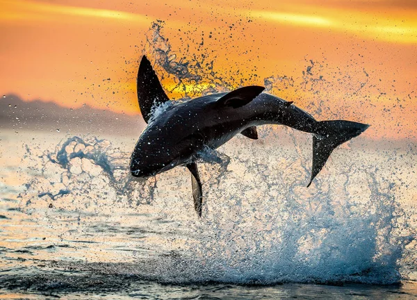 Saltando Grande Tubarão Branco Céu Vermelho Nascer Sol Grande Tubarão — Fotografia de Stock