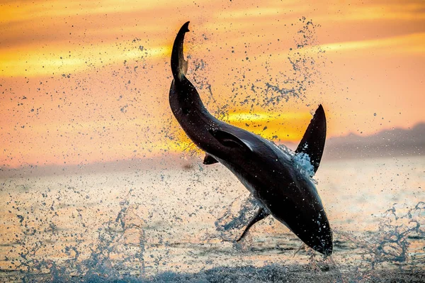 Jumping Great White Shark Red Sky Sunrise Great White Shark — Stock Photo, Image