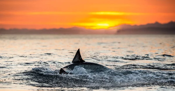 Haifischflosse Über Der Wasseroberfläche Blutroten Sonnenuntergang Weißer Hai Wissenschaftlicher Name — Stockfoto