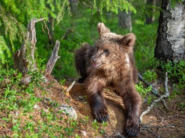 Yaz ormanındaki Kahverengi Ayı yavrusu. Doğal yaşam alanı. Bilimsel adı: Ursus arctos.