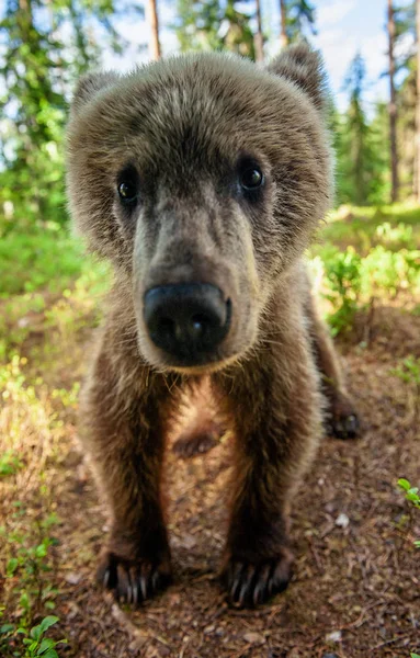 野生棕熊幼崽看着相机特写广角 夏林中棕熊的幼崽 自然栖息地 科学名称 乌尔苏斯弧形 — 图库照片