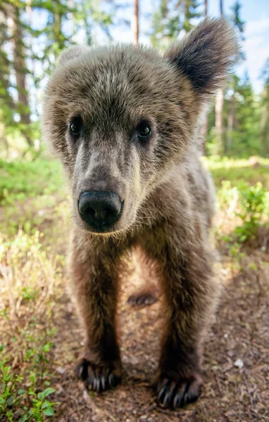 Cachorro Oso Pardo Salvaje Mirando Cámara Cerca Gran Ángulo Cachorro — Foto de Stock