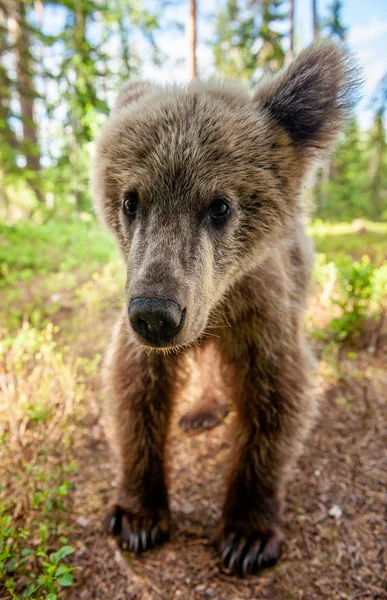 Wild Brown Bear Cub Looking Camera Close Wide Angle Cub — Stock Photo, Image