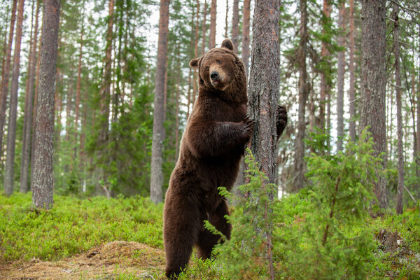 Brown bear standing on his hind legs in the summer forest. Natural Habitat. Brown bear, scientific name: Ursus arctos.