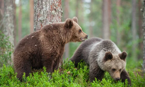 Braunbärenjunge Sommerwald Natürlichen Lebensraum Wissenschaftlicher Name Ursus Arctos — Stockfoto