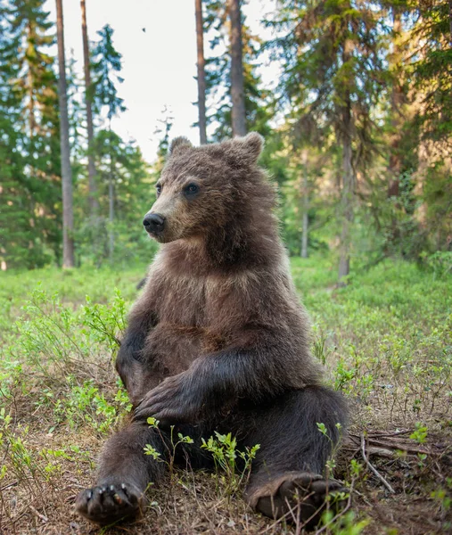 Cub Brown Bear Floresta Verão Retrato Perto Ângulo Largo Habitat — Fotografia de Stock