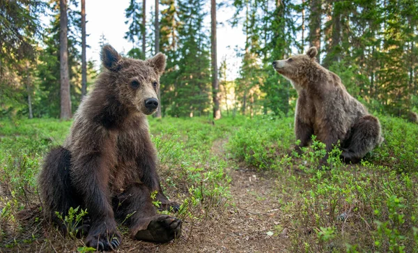 Cubs Van Bruine Beer Het Zomerwoud Close Portret Groothoek Natuurlijke — Stockfoto