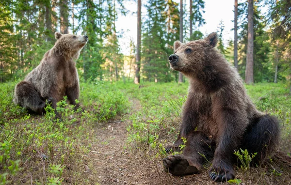 Filhotes Urso Marrom Floresta Verão Retrato Perto Ângulo Largo Habitat — Fotografia de Stock
