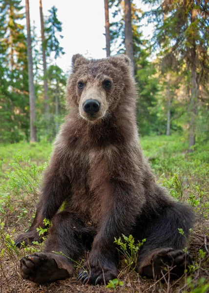 Cub Brown Bear Het Zomerwoud Close Portret Groothoek Natuurlijke Habitat — Stockfoto