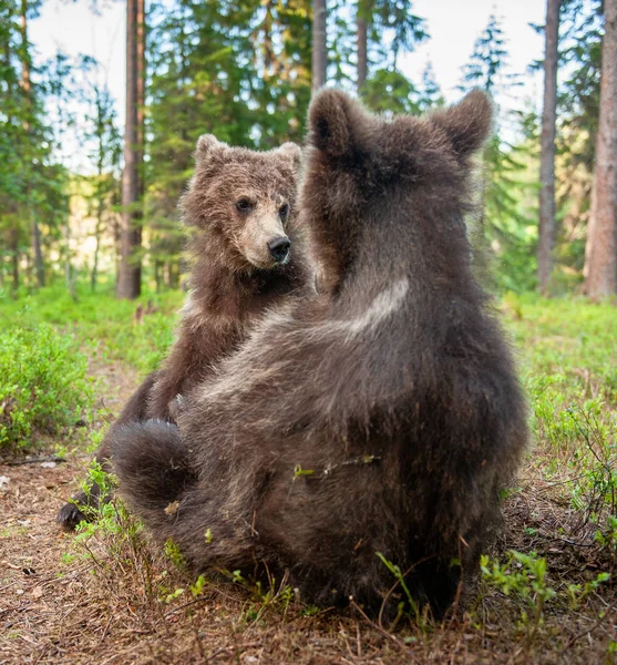 夏天森林里的棕熊幼崽 布朗熊宝宝打斗 Ursus Arctos Arctos 夏季绿色森林背景 自然生境 — 图库照片