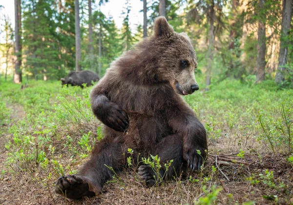 Braunbärenjunge Sommerwald Nahaufnahme Porträt Weitwinkel Natürlichen Lebensraum Wissenschaftlicher Name Ursus — Stockfoto