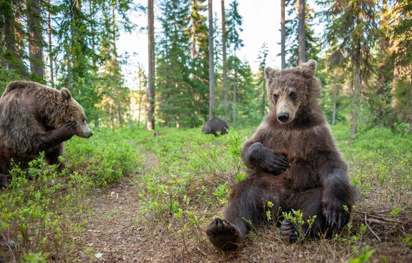 Filhotes Urso Marrom Floresta Verão Retrato Perto Ângulo Largo Habitat — Fotografia de Stock