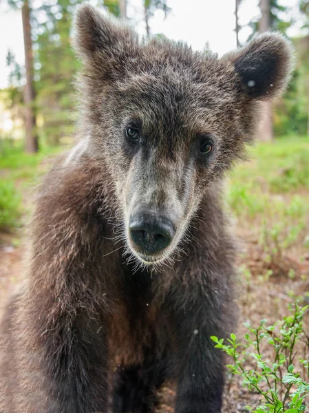 Vad Barna Medve Cub Látszó Fényképezőgép Közelről Széles Szög Cub — Stock Fotó