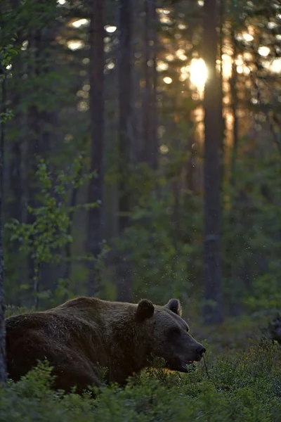A brown bear in forest. Adult Wild Big Brown Bear. Scientific name: Ursus arctos. Natural habitat, autumn season.
