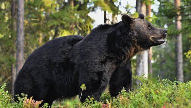 Ormandaki kahverengi ayı. Yetişkin Vahşi Büyük Kahverengi Ayı. Bilimsel adı Ursus Arctos. Doğal yaşam alanı, sonbahar mevsimi..