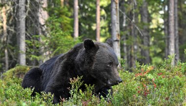 Ormandaki kahverengi ayı. Yetişkin Vahşi Büyük Kahverengi Ayı. Bilimsel adı Ursus Arctos. Doğal yaşam alanı, sonbahar mevsimi..