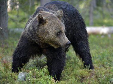 Ormandaki kahverengi ayı. Yetişkin Vahşi Büyük Kahverengi Ayı. Bilimsel adı Ursus Arctos. Doğal yaşam alanı, sonbahar mevsimi..