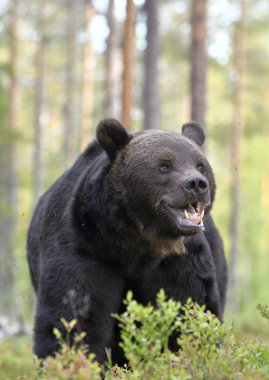 Ormandaki kahverengi ayı. Yetişkin Vahşi Büyük Kahverengi Ayı. Bilimsel adı Ursus Arctos. Doğal yaşam alanı, sonbahar mevsimi..