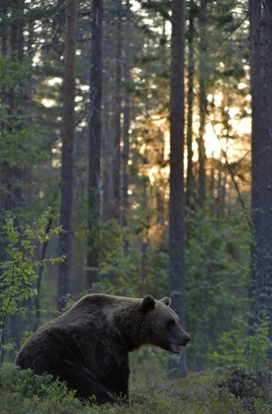 A brown bear in forest. Adult Wild Big Brown Bear. Scientific name: Ursus arctos. Natural habitat, autumn season.