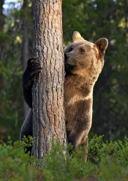 一只在森林里爬树的棕熊 成年大灰熊 Ursus Arctos 自然栖息地 秋季季节 — 图库照片