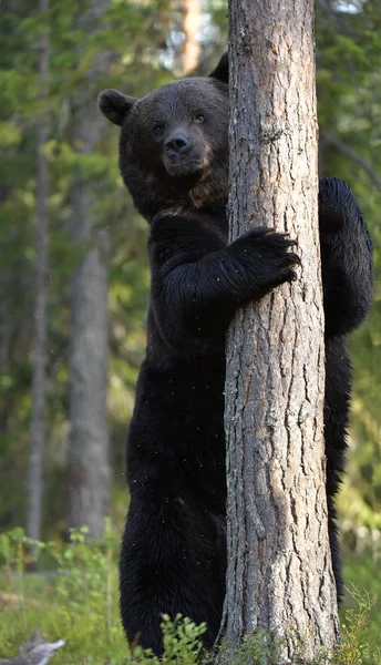 Brown Bear Forest Climbing Tree Adult Wild Big Brown Bear — Stock Photo, Image