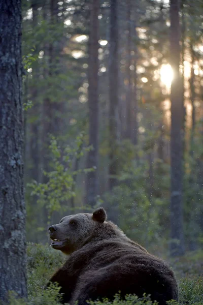 A brown bear in forest. Adult Wild Big Brown Bear. Scientific name: Ursus arctos. Natural habitat, autumn season.