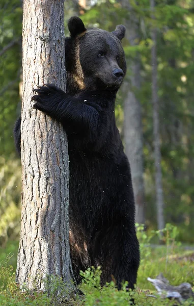 Brązowy Niedźwiedź Lesie Wspinający Się Drzewo Dorosły Wielki Brązowy Niedźwiedź — Zdjęcie stockowe