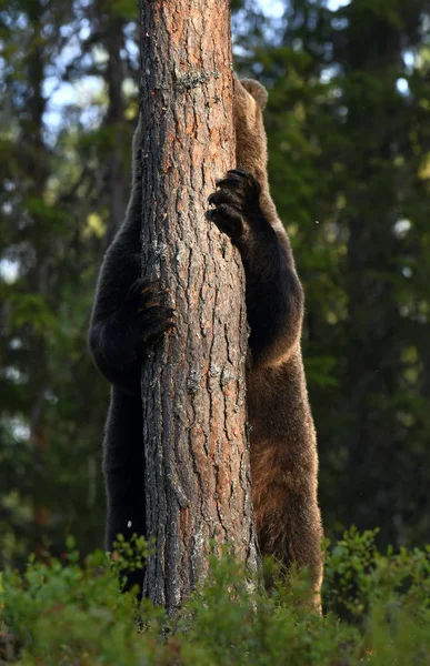 Бурый Медведь Лесу Взбирается Дерево Взрослый Большой Коричневый Медведь Научное — стоковое фото