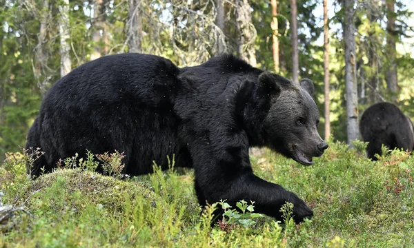 Urso Pardo Floresta Urso Big Brown Selvagem Adulto Nome Científico — Fotografia de Stock