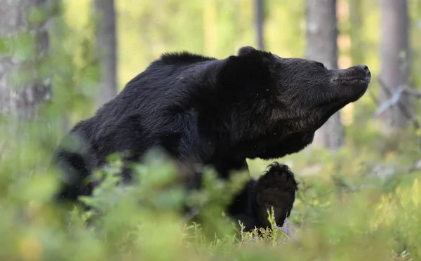 Brązowy Niedźwiedź Lesie Dorosły Wielki Brązowy Niedźwiedź Nazwa Naukowa Ursus — Zdjęcie stockowe