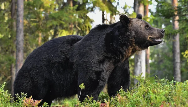 Brązowy Niedźwiedź Lesie Dorosły Wielki Brązowy Niedźwiedź Nazwa Naukowa Ursus — Zdjęcie stockowe