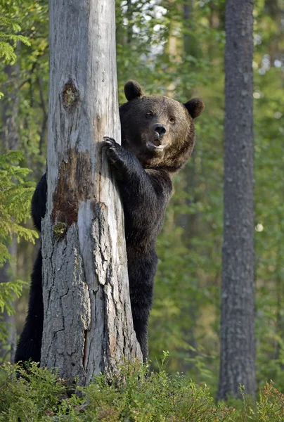 A brown bear in forest climbing a tree. Adult Wild Big Brown Bear. Scientific name: Ursus arctos. Natural habitat, autumn season.